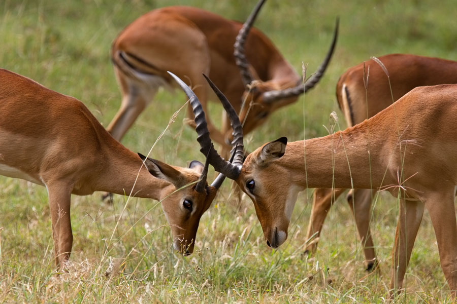  Impalas   learning the tricks of fighting   Nakuru national park   Kenya